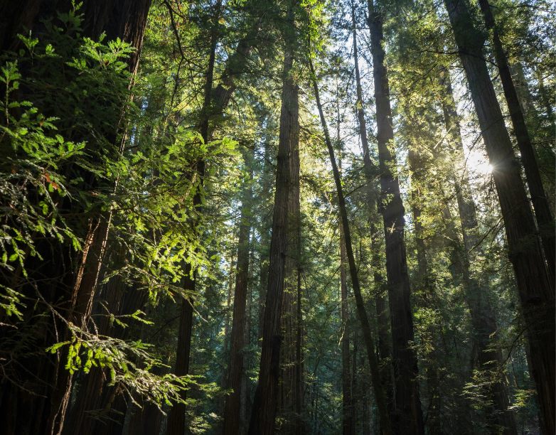 Sunlight through a forest canopy